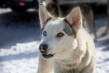 Portrait of a dog from the sled dog team with eyes of different colors. Strange dog with blue and brown eyes