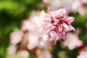 Beautiful spring blooming flower