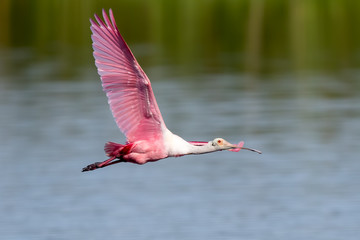 Roseate Spoonbill Flying