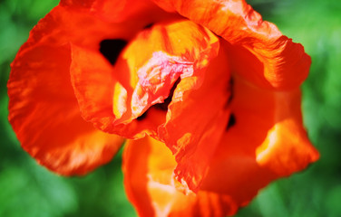 Beautiful red blooming poppy flower