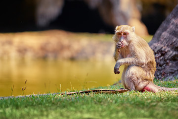 Wildlife. Monkey sitting on grass.