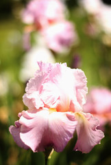 Beautiful blooming spring color iris - 318849190