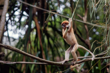 Creative animal. Tiny monkey using a thin twig to balance while walking on a branch.