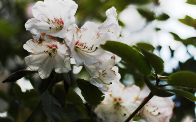 Beautiful spring blooming flower - 318849338