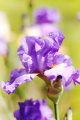 Beautiful blooming spring color iris - 318849708