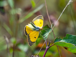 Clouded Yellow butterfly Colias croceus, wings open