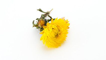 Yellow dry flower with a green stem on a white background.