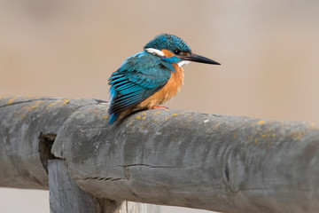 Kingfisher waiting for a fish to catch El Hondo Spain.