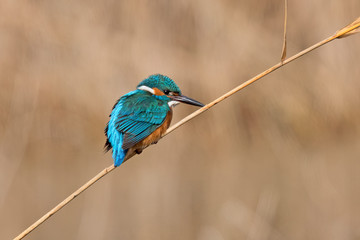 Kingfisher waiting for a fish to catch El Hondo Spain.