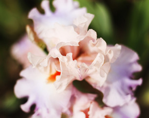 Beautiful blooming spring color iris - 318849958