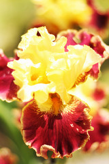Beautiful blooming spring color iris