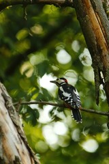 Ein männlicher Buntspecht sitzt im Sommer auf einem dünnen Ast im Schatten vor dem grünen Hintergrund des Waldes, Dendrocopos major Picoides major