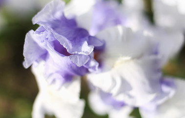 Beautiful blooming spring color iris - 318850197