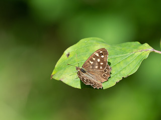 Speckled Wood Butterfly ( Pararge aegeria ) resting on a leaf
