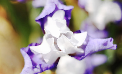 Beautiful blooming spring color iris - 318850526
