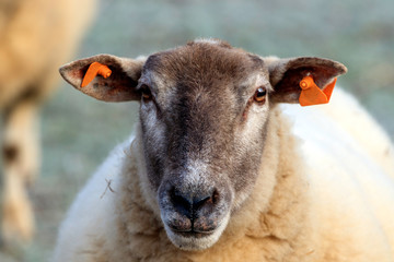 Regard de mouton