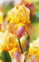 Beautiful blooming spring color iris - 318850711