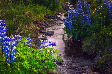 Amazing nature, flowering banks of the stream with lovely blue and purple lupine flowers, natural floral background, summer time in Iceland