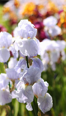 Beautiful blooming spring color iris - 318851397