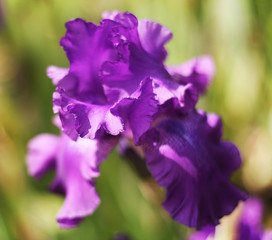 Beautiful blooming spring color iris - 318851757