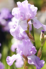 Beautiful blooming spring color iris - 318851963