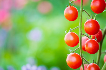 Fresh red ripe tomatoes hanging on the vine plant growing in organic garden