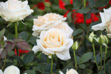 Beautiful white roses flower in the garden