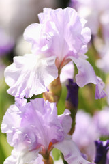 Beautiful blooming spring color iris - 318852198