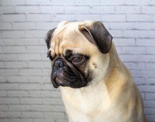 Obraz premium pug on a white background