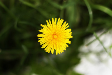 Beautiful spring yellow dandelion