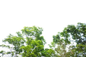 Tropical tree with leaves branches and sun light on white isolated background for green foliage backdrop
