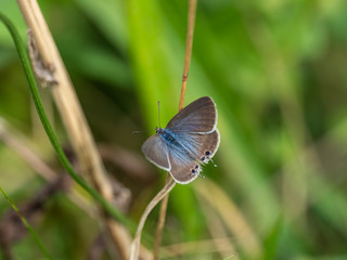 Long-tailed Blue Butterfly on a Grass Stem
