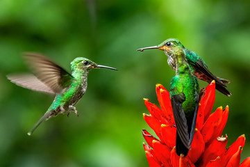 Amazilia decora, Charming Hummingbird, bird feeding sweet nectar from flower pink bloom. Hummingbird behaviour in tropic forest, nature habitat in Corcovado NP, Costa Rica. Two bird in fly, wildlife.