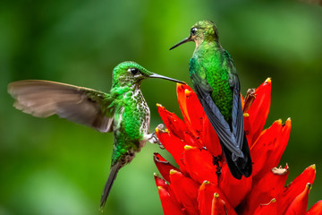 Amazilia decora, Charming Hummingbird, bird feeding sweet nectar from flower pink bloom. Hummingbird behaviour in tropic forest, nature habitat in Corcovado NP, Costa Rica. Two bird in fly, wildlife.