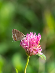 Long-tailed Blue Butterfly on Clover