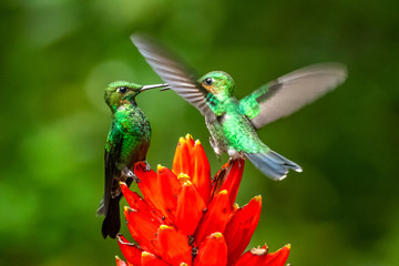Amazilia decora, Charming Hummingbird, bird feeding sweet nectar from flower pink bloom. Hummingbird behaviour in tropic forest, nature habitat in Corcovado NP, Costa Rica. Two bird in fly, wildlife.