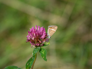 Long-tailed Blue Butterfly on Clover