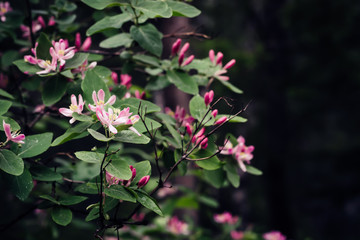 Beautiful honeysuckle bush with pink flowers. Surreal dark Nature background. Springtime Backdrop