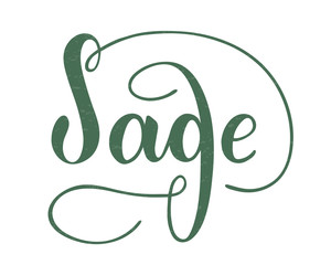 Vector hand written sage text isolated on white background. Kitchen healthy herbs and spices for cooking. Script brushpen lettering with flourishes. Handwriting for banner, poster, product label