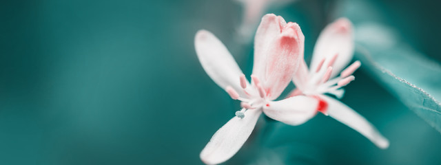 Macro of spring white flowers. Flowering time. Creative cyan colors. Surreal Nature Springtime...