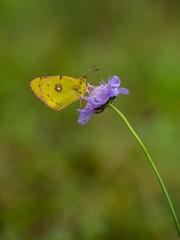 Clouded Yellow butterfly Colias croceus, on Scabious Flower
