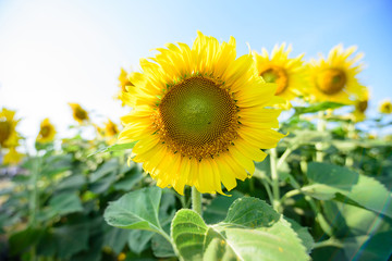 Fototapeta premium Fresh sunflower with blue sky in sunshine day