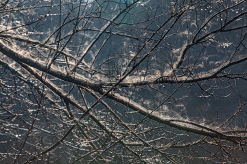tree branches in ice. tree in ice. winter tree. new Year.