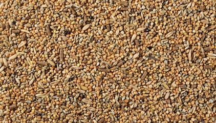 Mixed bird seeds, millet surface background and texture