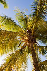 ile maurice - plamier