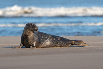 Harbor Seal (Phoca vitulina) at the edge of the ocean © davemhuntphoto
