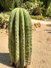 Kaktus