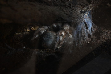big spider animal in tunnel with cobweb catch