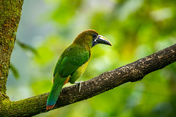 The Crimson-rumped Toucanet, Aulacorhynchus haematopygus perched on the branch in rain forest in Ecuador, dark scene with green color.