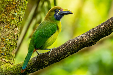 The Crimson-rumped Toucanet, Aulacorhynchus haematopygus perched on the branch in rain forest in Ecuador, dark scene with green color.